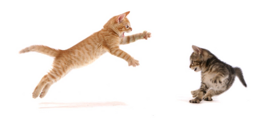 The Art of Interactive Play: Engaging Your Cat's Natural Instincts