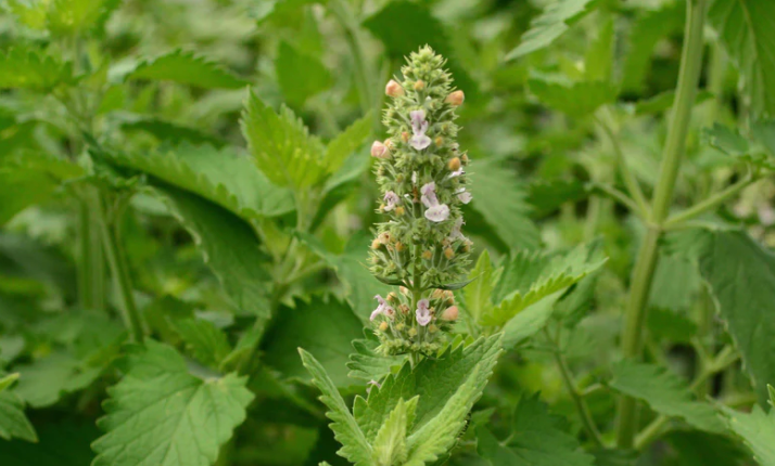 The Importance of Catnip: Understanding Its Effects on Your Feline Friend