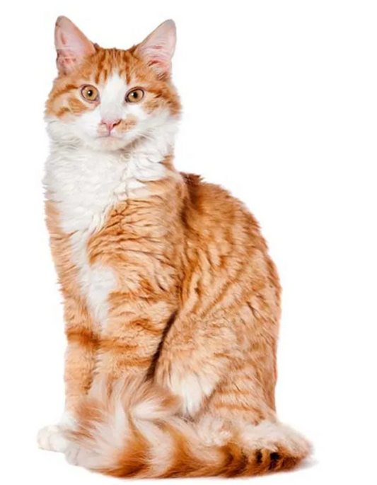 Understanding Your Cat’s Body Language